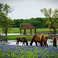 Texas Horses and Bluebonnets