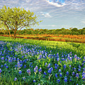 Texas Morning Bluebonnets